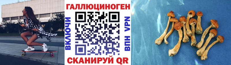 KRAKEN вход  Отрадная  Галлюциногенные грибы Psilocybe 